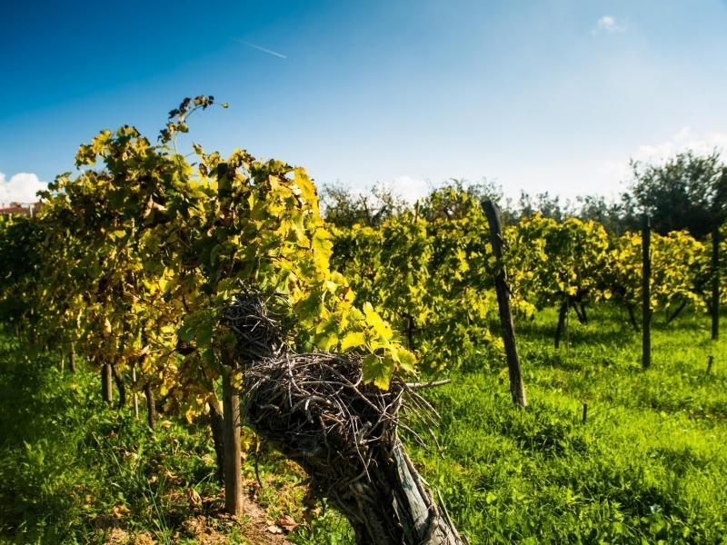 Podere Scaluccia 임프루네타 외부 사진